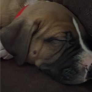 Meet your Posher, Delilah